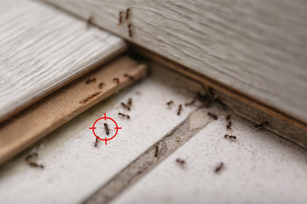 Best Affordable Pest Control Services  in , ND
