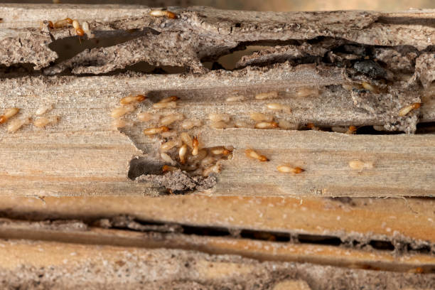 Best Emergency Pest Control  in , ND